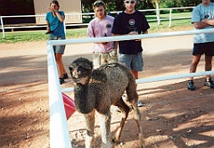 2000 - Australie 203T